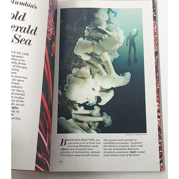 National Geographic Magazine April 1980 Texas Washington Cathedral Monkeys - Picture 5 of 8